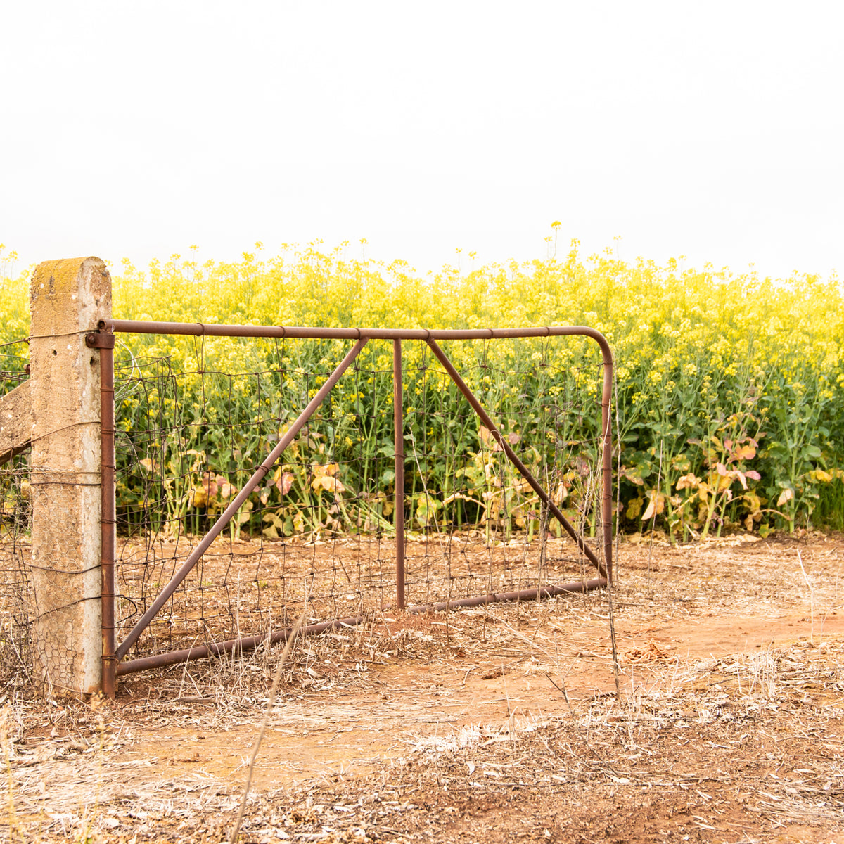 "Goldfields Gate" Photography Print - Belinda Doyle - Australian Photographer & Resin Artist