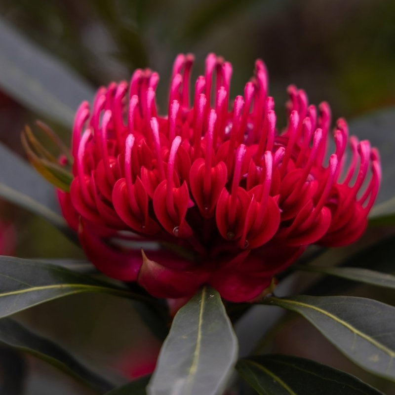 Native "In Full Bloom" Acrylic Block - Belinda Doyle - Australian Photographer & Resin Artist