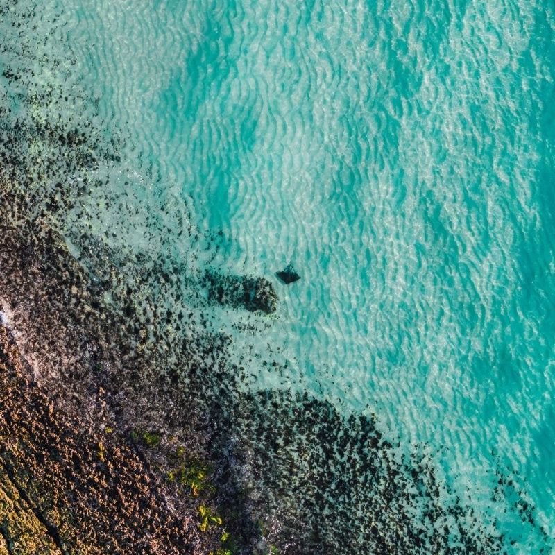 "Lagoon Friend" Photography Print - Belinda Doyle - Australian Photographer & Resin Artist