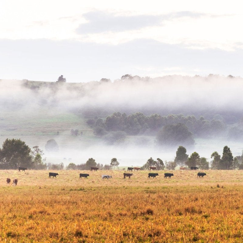 "On the Move" Photography Print - Belinda Doyle - Australian Photographer & Resin Artist