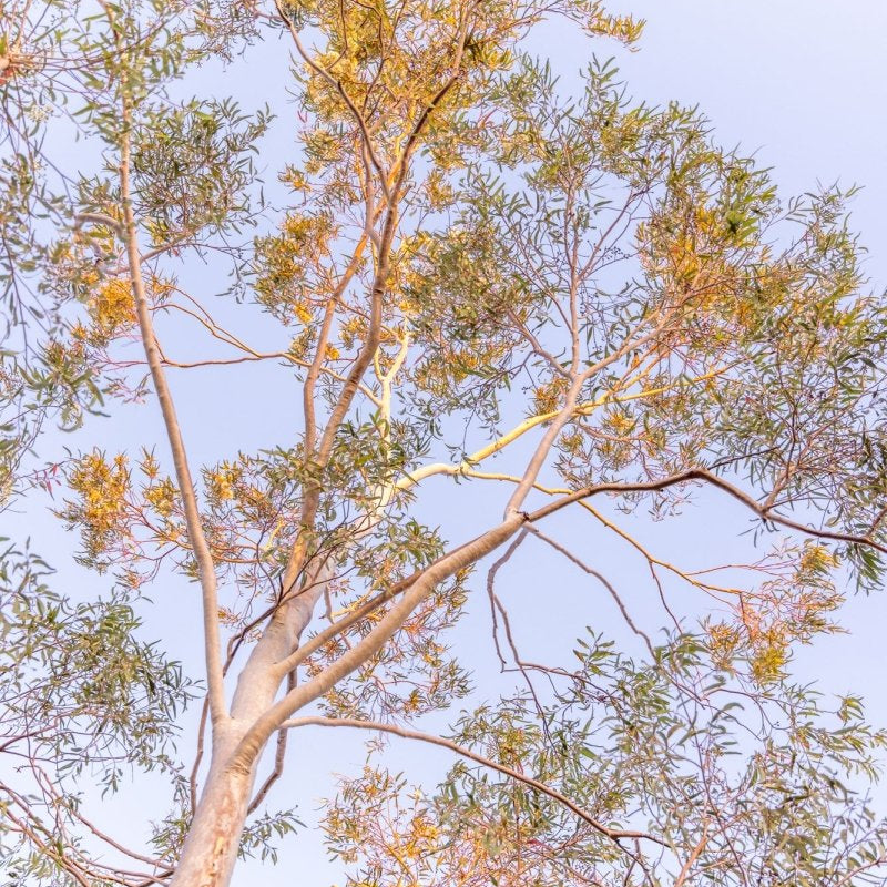 "Outback Gum" Photography Print - Belinda Doyle - Australian Photographer & Resin Artist