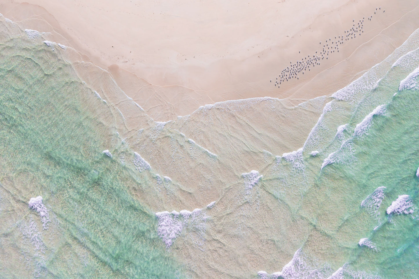 "Pastel Flight" Photography Print