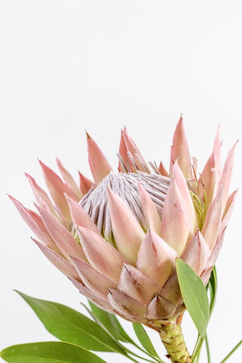 Native "Protea Bloom" Acrylic Block