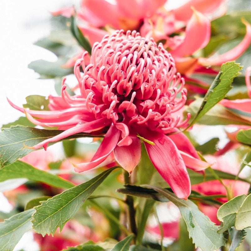 Native "Pure Petals" Acrylic Block - Belinda Doyle - Australian Photographer & Resin Artist