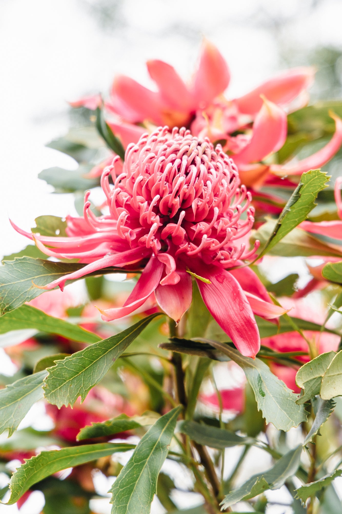Native "Pure Petals" Acrylic Block