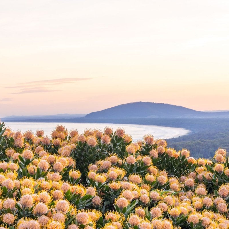 Gerroa "She Blooms at Dusk" LS Acrylic Block - Belinda Doyle - Australian Photographer & Resin Artist