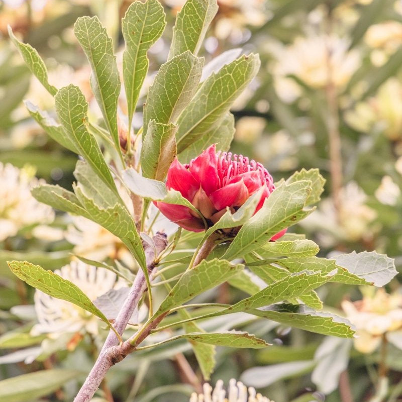 "Soft Strength" Photography Print - Belinda Doyle - Australian Photographer & Resin Artist