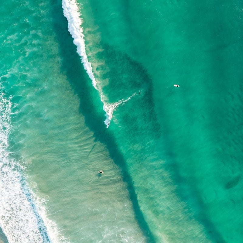 "Surfing the Bait Ball" Photography Print - Belinda Doyle - Australian Photographer & Resin Artist