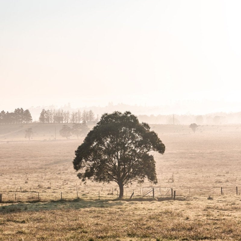 "The Farm Gate" Photography Print - Belinda Doyle - Australian Photographer & Resin Artist