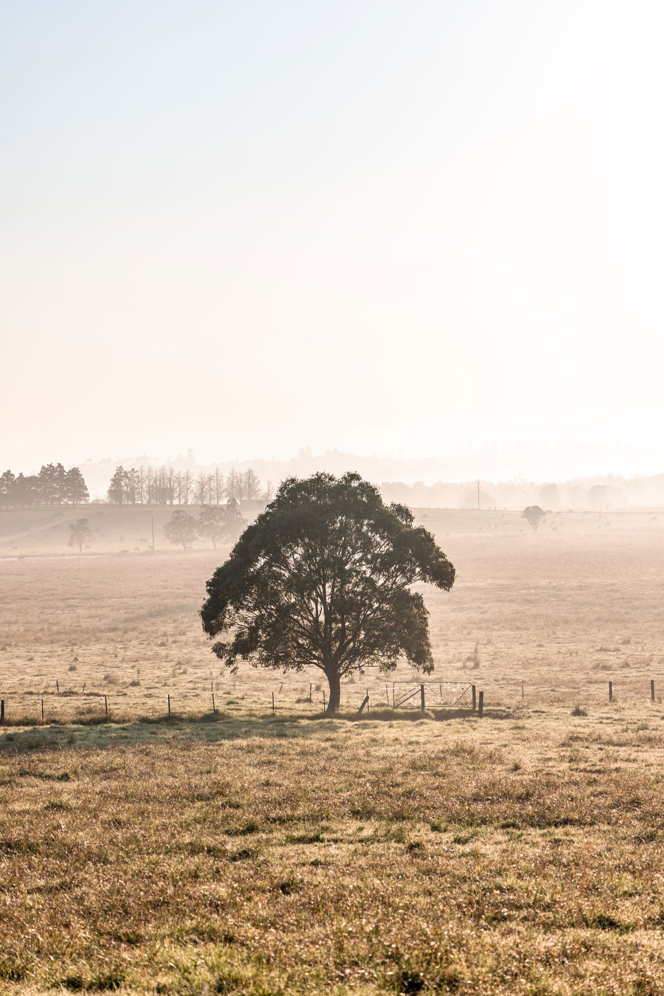 "The Farm Gate" Photography Print