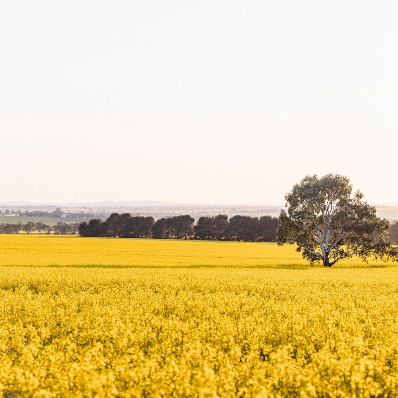 "The Radiant Stand" (L) Photography Print - Belinda Doyle - Australian Photographer & Resin Artist