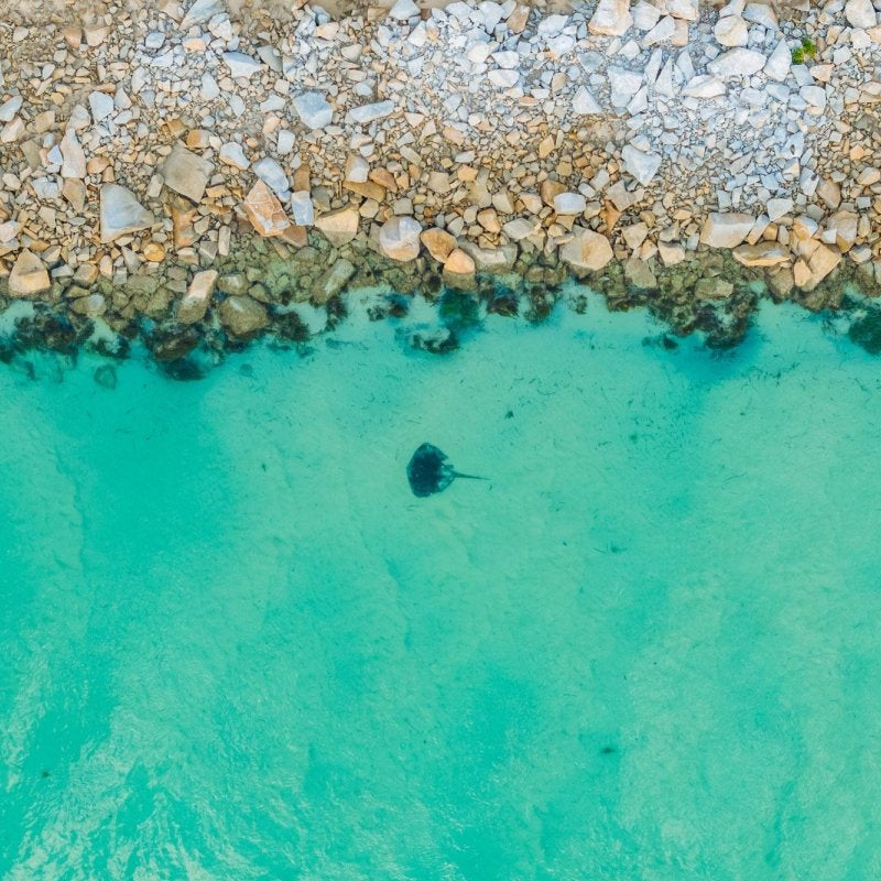 "Wagonga Ray" Photography Print - Belinda Doyle - Australian Photographer & Resin Artist