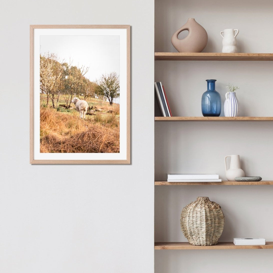 "Wooly Blossom" Photography Print - Belinda Doyle - Australian Photographer & Resin Artist