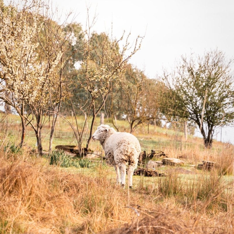 "Wooly Blossom" Photography Print - Belinda Doyle - Australian Photographer & Resin Artist