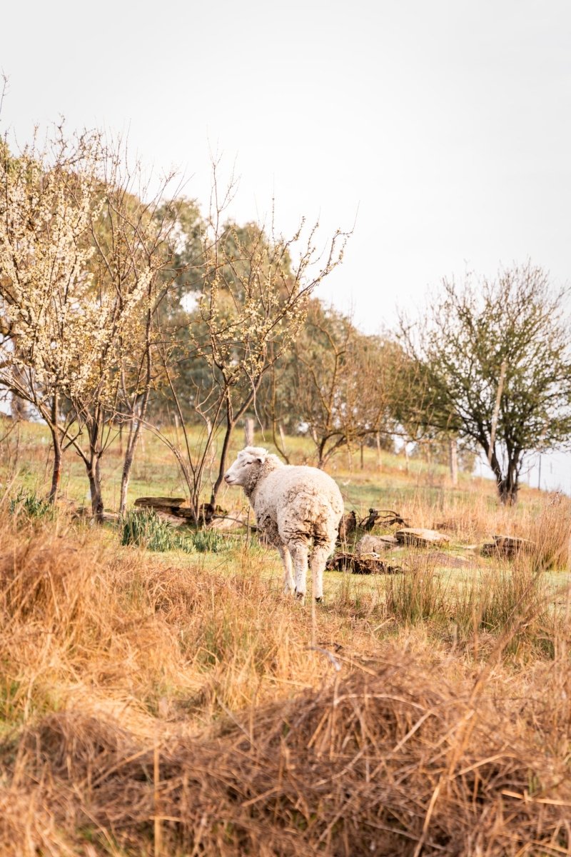 "Wooly Blossom" Photography Print - Belinda Doyle - Australian Photographer & Resin Artist