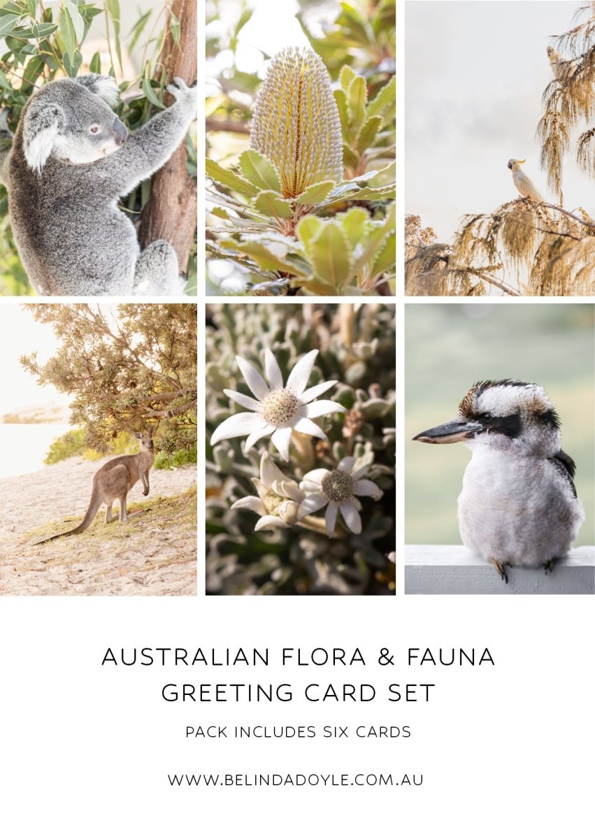 Australian Flora & Fauna Greeting Card Set - Belinda Doyle - Australian Photographer & Resin Artist
