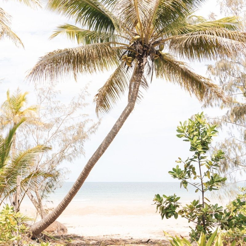 "Sun-Kissed Palms" Photography Print - Belinda Doyle - Australian Photographer & Resin Artist