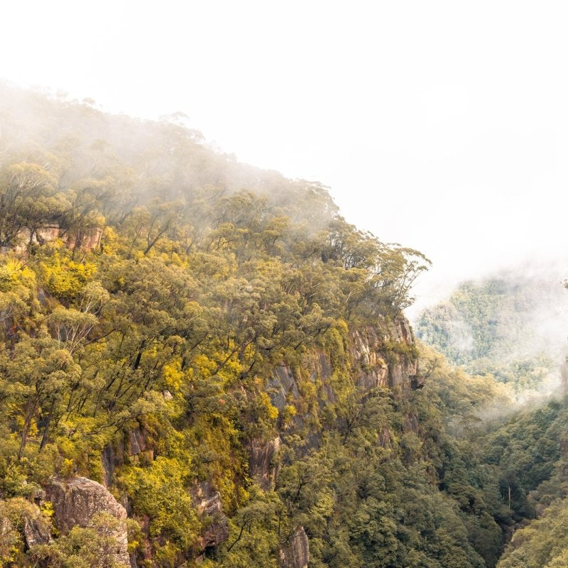 "Acacia Views" Photography Print - Belinda Doyle - Australian Photographer & Resin Artist
