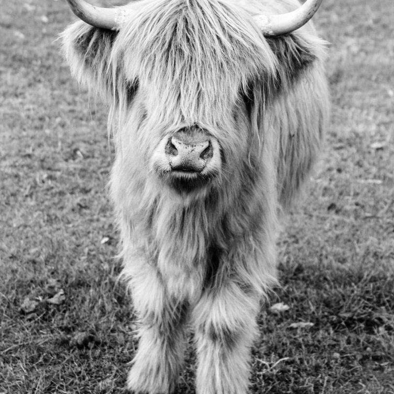 "Billy" Black & White Photography Print - Belinda Doyle - Resin Artist & South Coast Photographer