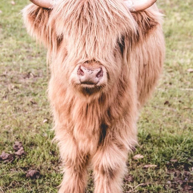 "Billy" Photography Print - Belinda Doyle - Resin Artist & South Coast Photographer