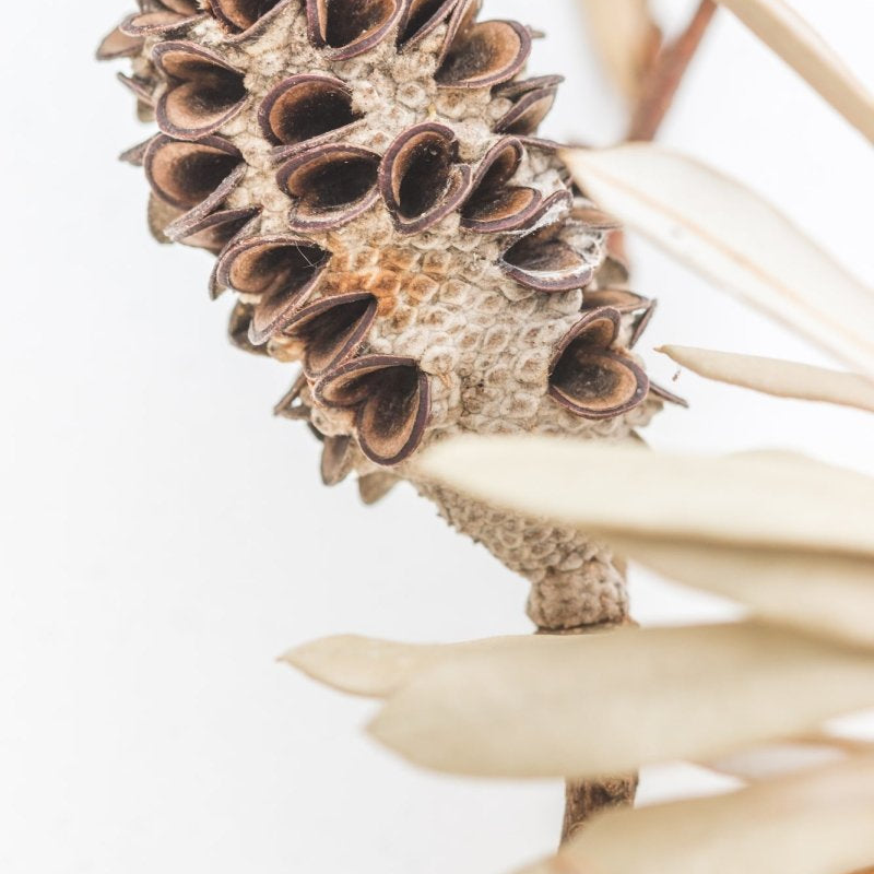 "Bleached Banksia II" Photography Print - Belinda Doyle - Resin Artist & South Coast Photographer