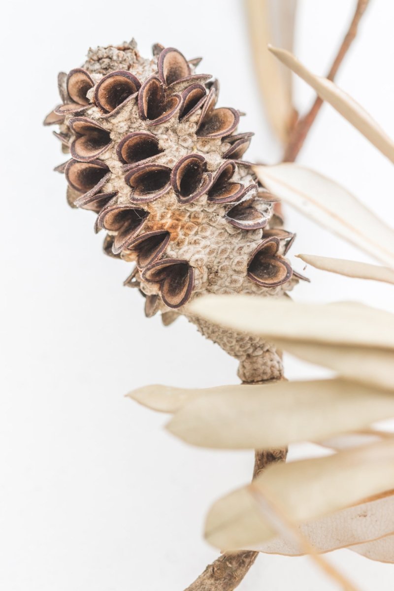 "Bleached Banksia II" Photography Print - Belinda Doyle - Resin Artist & South Coast Photographer