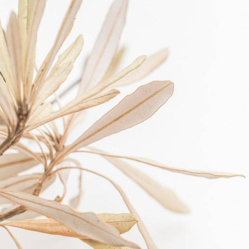 "Bleached Banksia" Photography Print - Belinda Doyle - Resin Artist & South Coast Photographer