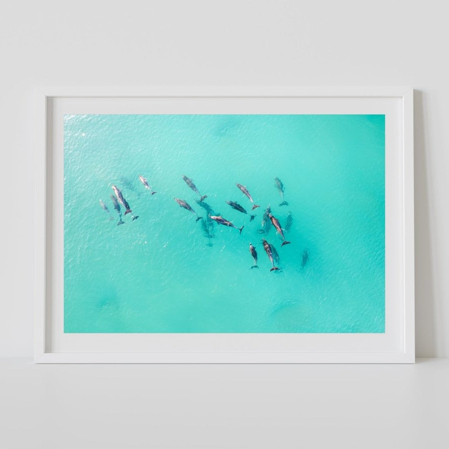 "Bombo Pod" Dolphin Photography Print - Belinda Doyle - Australian Photographer & Resin Artist