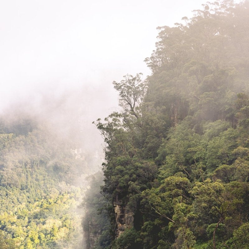 "Budderoo Guardian" Photography Print - Belinda Doyle - Australian Photographer & Resin Artist