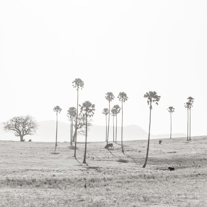 "Cali-Roo" BW Photography Print - Belinda Doyle - Australian Photographer & Resin Artist