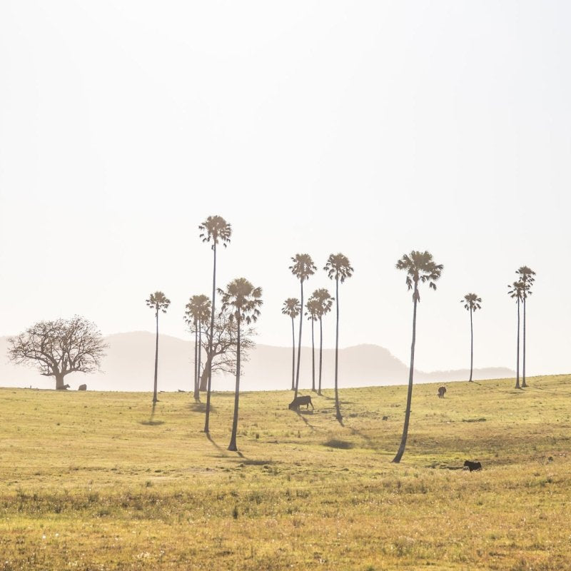 "Cali-Roo" Photography Print - Belinda Doyle - Resin Artist & South Coast Photographer