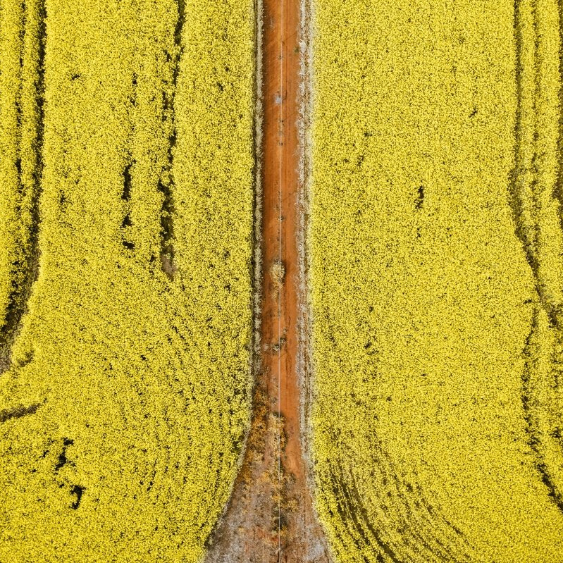 "Canola Course" Photography Print - Belinda Doyle - Australian Photographer & Resin Artist