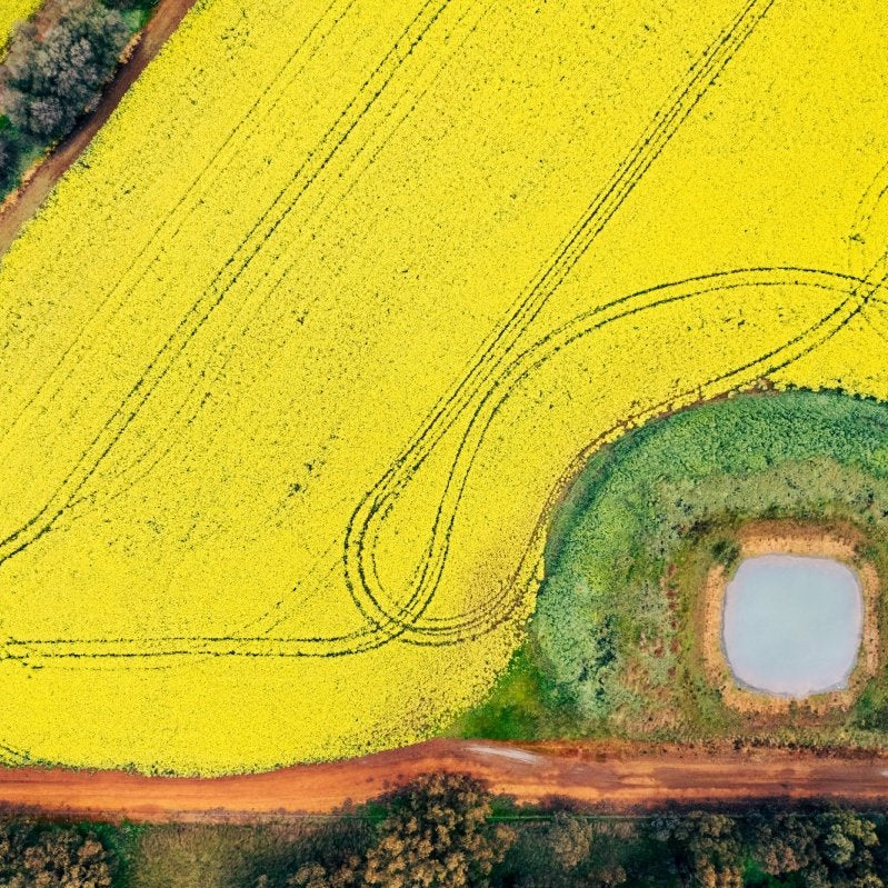 "Canola Way" Photography Print - Belinda Doyle - Australian Photographer & Resin Artist
