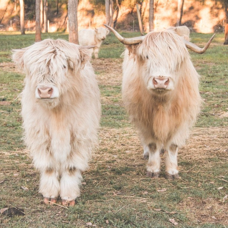 "Dallin & Finlay" Photography Print - Belinda Doyle - Resin Artist & South Coast Photographer