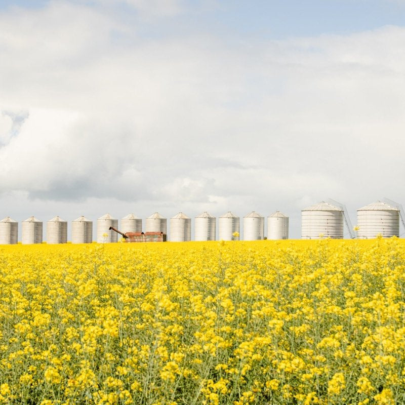 "Dorothy" LS Photography Print - Belinda Doyle - Australian Photographer & Resin Artist