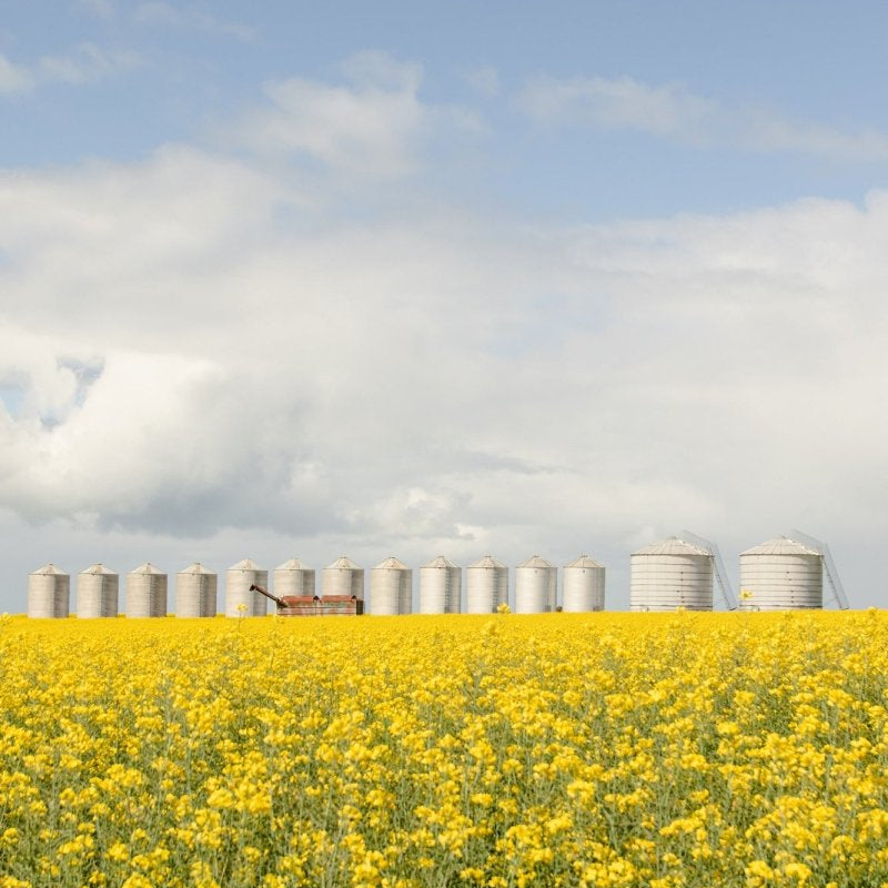 "Dorothy" Photography Print - Belinda Doyle - Australian Photographer & Resin Artist