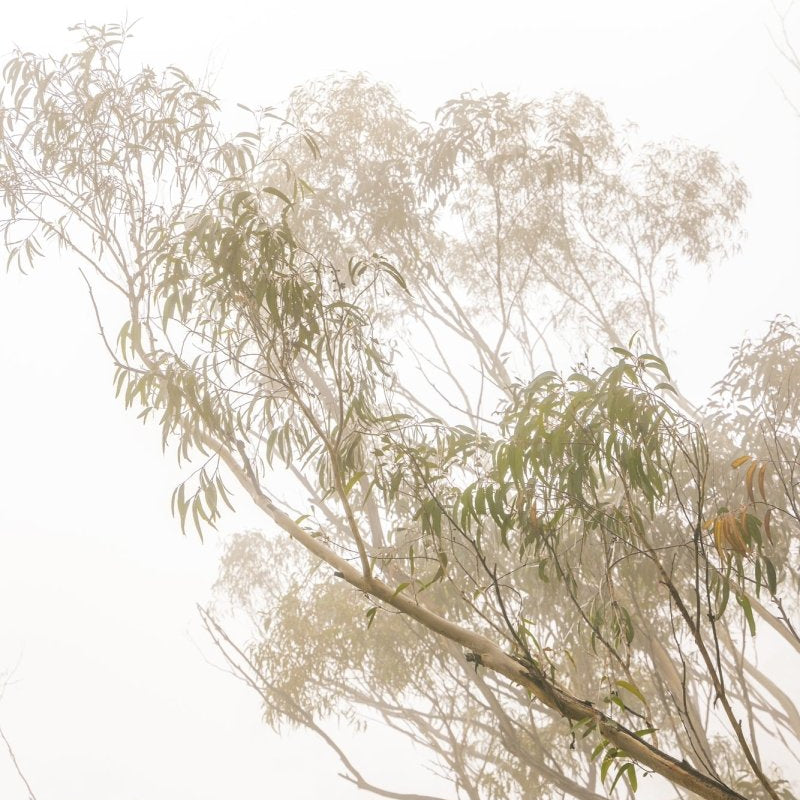 "Drizzle" Photography Print - Belinda Doyle - Australian Photographer & Resin Artist