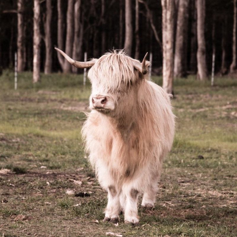 "Finlay" Photography Print - Belinda Doyle - Australian Photographer & Resin Artist