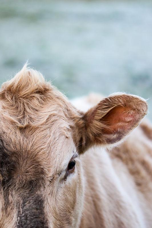 "Gertie" Photography Print - Belinda Doyle - Resin Artist & South Coast Photographer