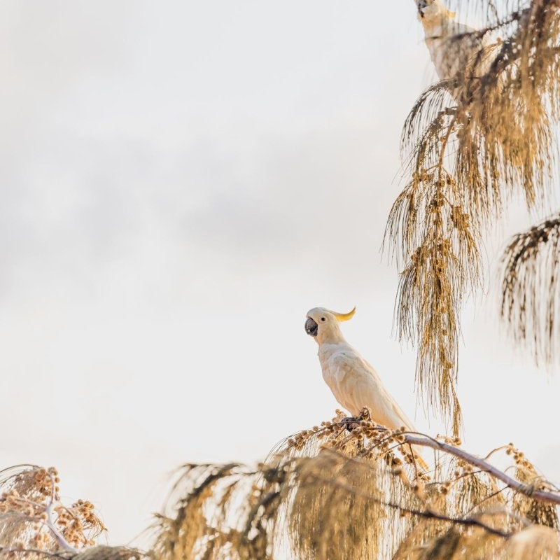 "Golden Chatter" Photography Print - Belinda Doyle - Australian Photographer & Resin Artist