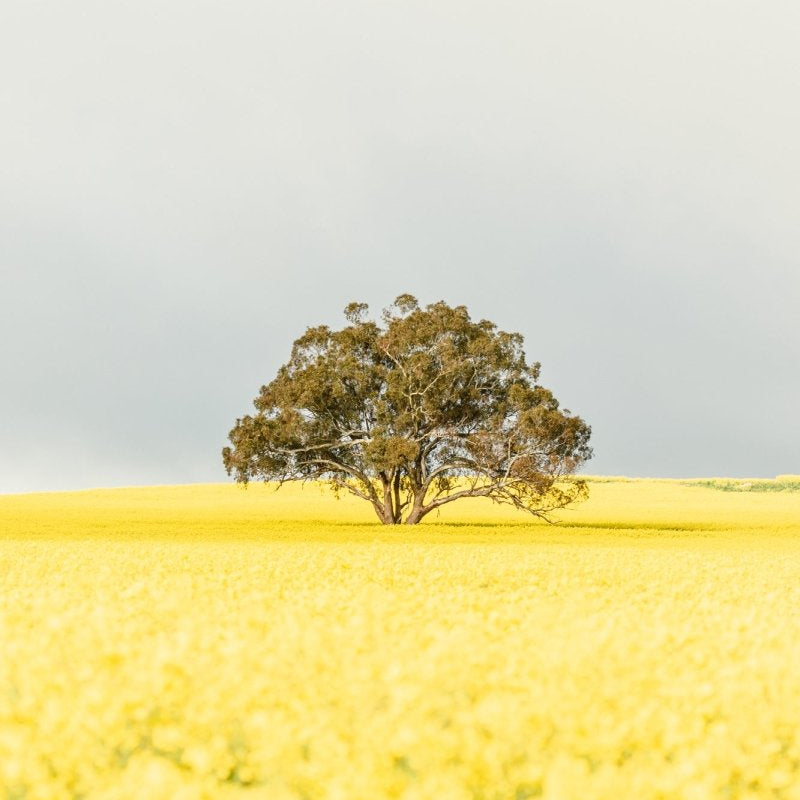 "Goldie" Photography Print - Belinda Doyle - Australian Photographer & Resin Artist