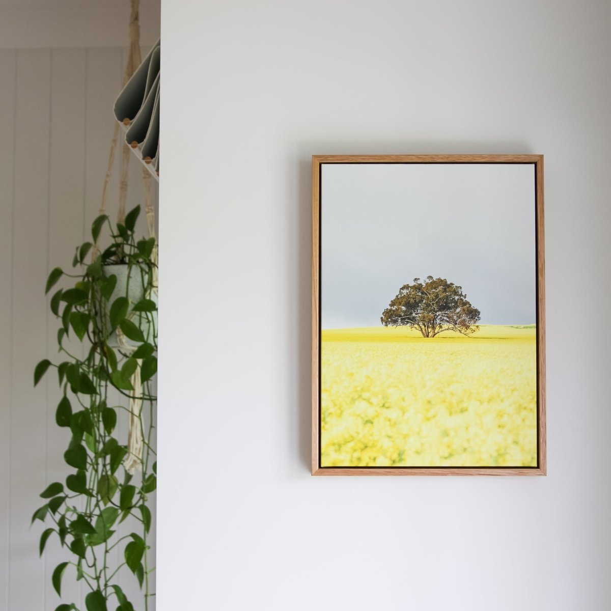 "Goldie" Photography Print - Belinda Doyle - Australian Photographer & Resin Artist
