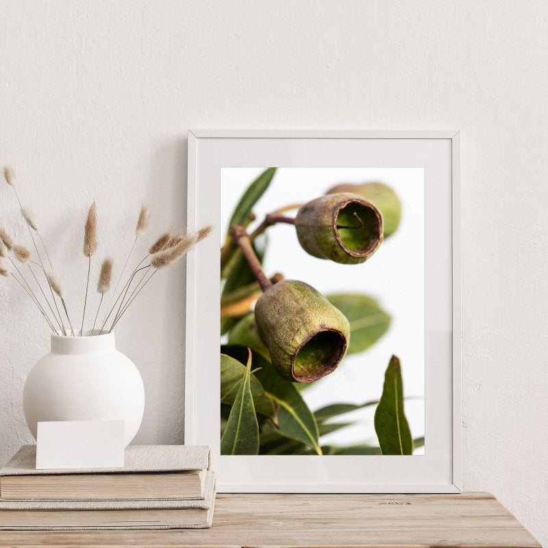 "Gumnut" Photography Print - Belinda Doyle - Resin Artist & South Coast Photographer
