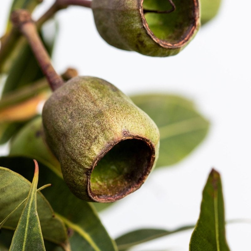 "Gumnut" Photography Print - Belinda Doyle - Resin Artist & South Coast Photographer