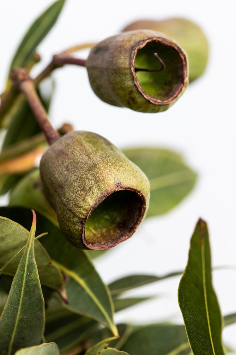 "Gumnut" Photography Print - Belinda Doyle - Resin Artist & South Coast Photographer