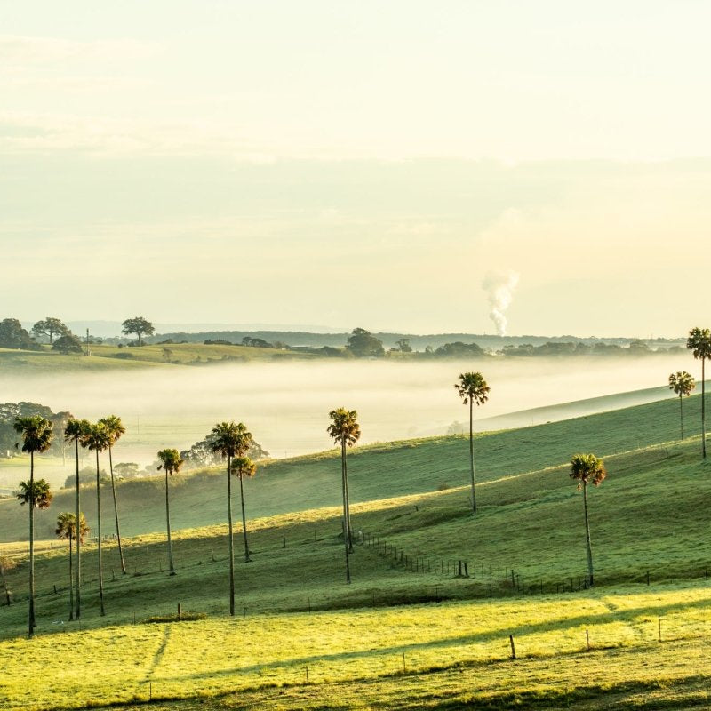 "Jerrara Palms" LS Photography Print - Belinda Doyle - Australian Photographer & Resin Artist