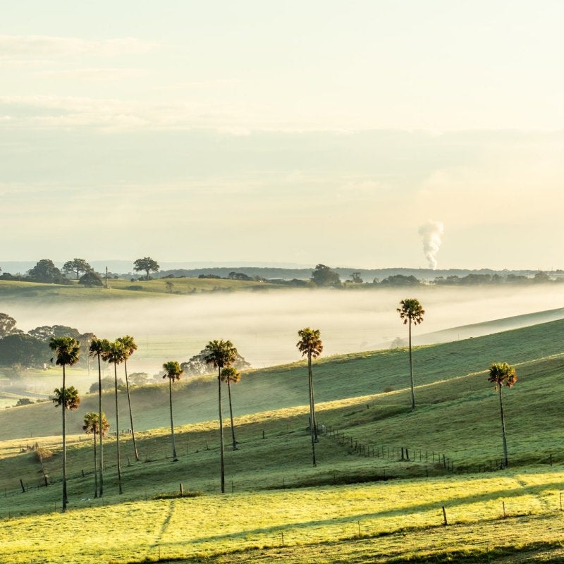 "Jerrara Palms" Photography Print - Belinda Doyle - Australian Photographer & Resin Artist