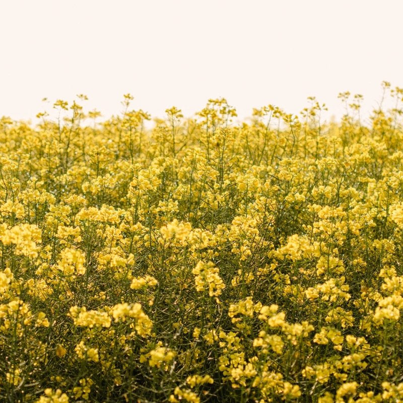 "Marge" Photography Print - Belinda Doyle - Australian Photographer & Resin Artist