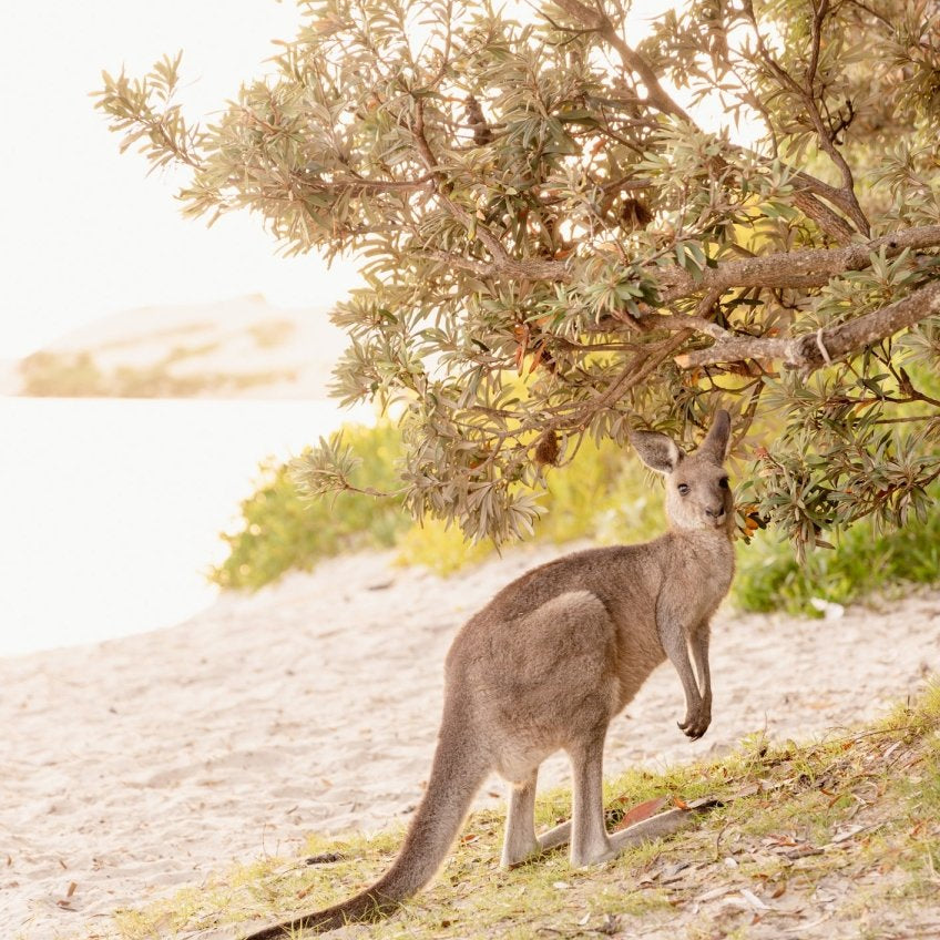 "Marlu the Kangaroo" Photography Print - Belinda Doyle - Australian Photographer & Resin Artist