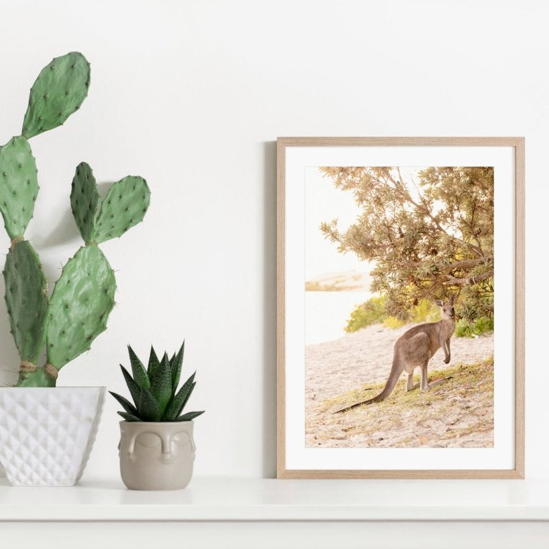 "Marlu the Kangaroo" Photography Print - Belinda Doyle - Australian Photographer & Resin Artist